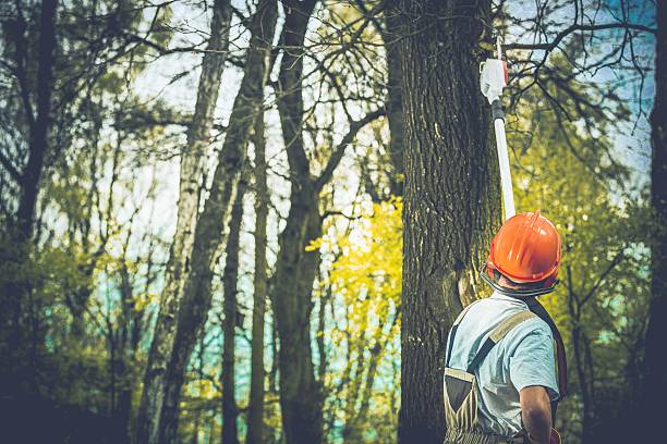Trusted Riner, VA Tree Care Experts